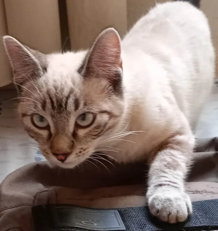 Gato ra a SRD-ViraLata idade 2 a 6 meses nome Genoveva