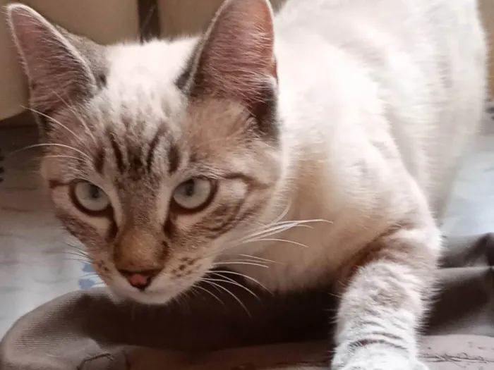 Gato ra a SRD-ViraLata idade 2 a 6 meses nome Genoveva