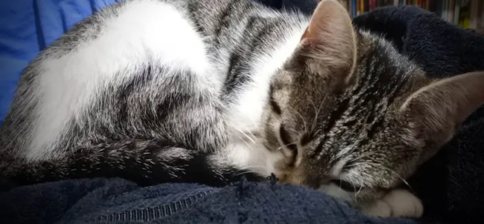 Gato ra a SRD-ViraLata idade 2 a 6 meses nome Conceição