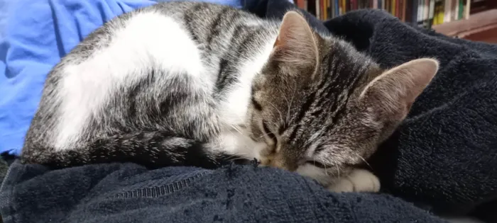 Gato ra a SRD-ViraLata idade 2 a 6 meses nome Conceição