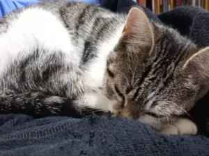 Gato raça SRD-ViraLata idade 2 a 6 meses nome Conceição