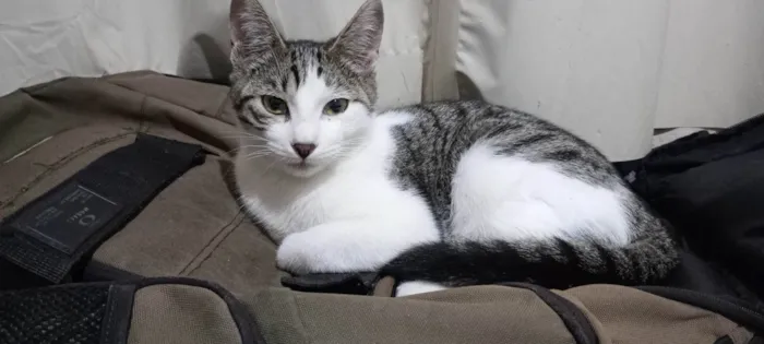 Gato ra a SRD-ViraLata idade 2 a 6 meses nome Albertina