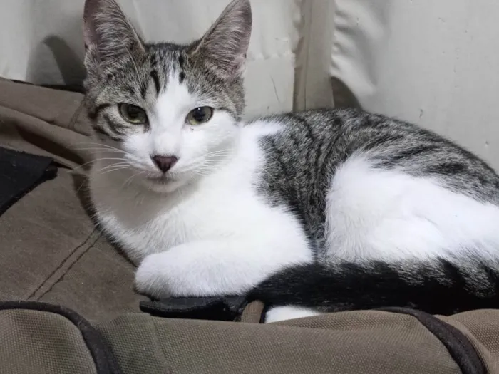 Gato ra a SRD-ViraLata idade 2 a 6 meses nome Albertina