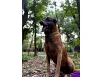 Cachorro raça Pastor Alemão idade 6 ou mais anos nome Draco