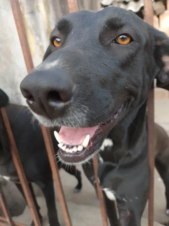 Cachorro ra a SRD-ViraLata idade 1 ano nome Pretinha