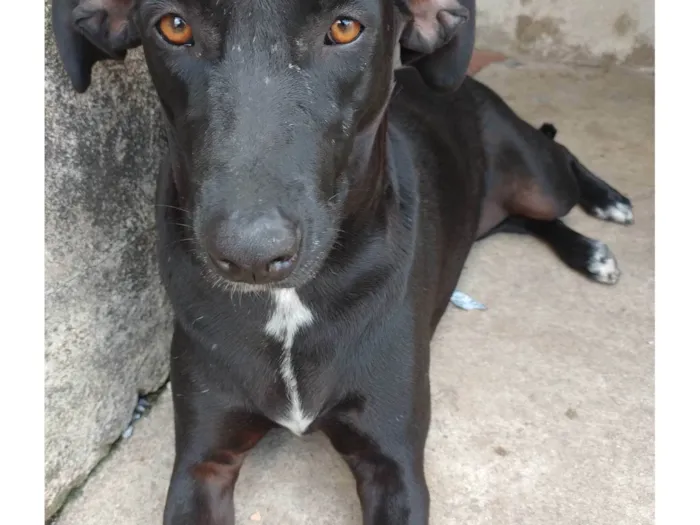 Cachorro ra a SRD-ViraLata idade 1 ano nome Pretinha