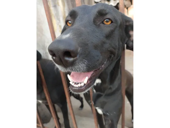 Cachorro ra a SRD-ViraLata idade 1 ano nome Pretinha