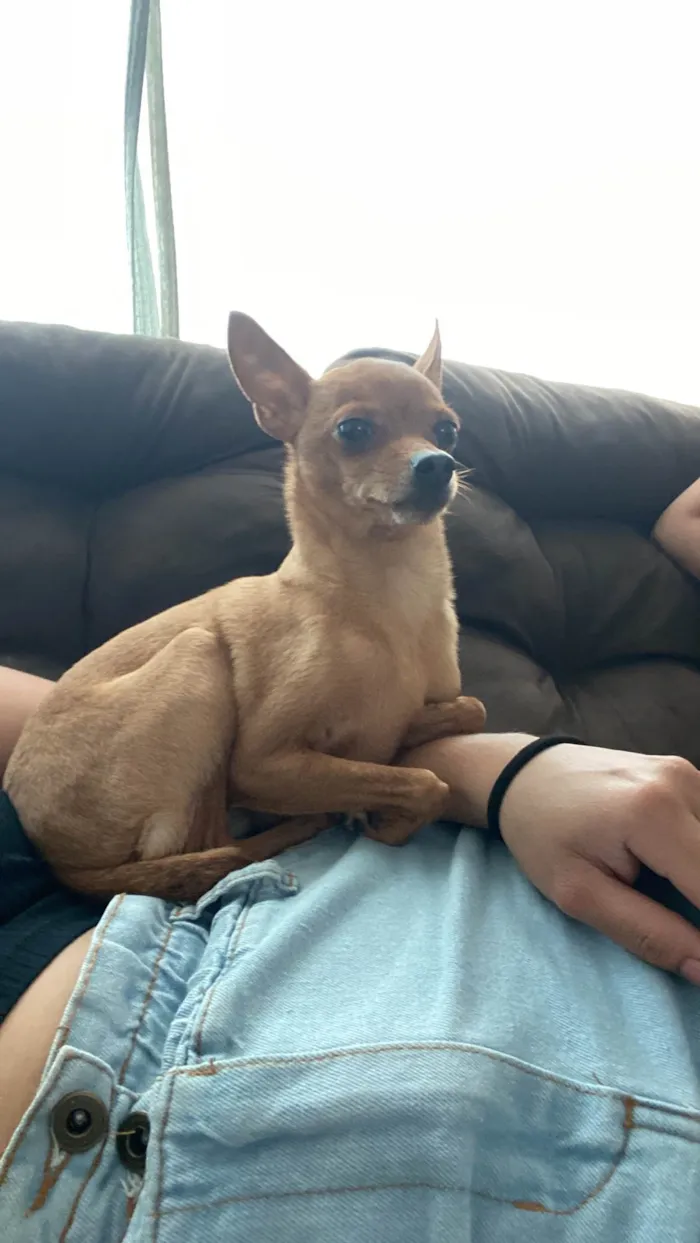 Cachorro ra a Pinscher idade 6 ou mais anos nome Mel