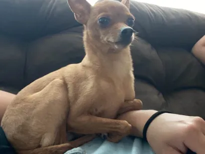 Cachorro raça Pinscher idade 6 ou mais anos nome Mel