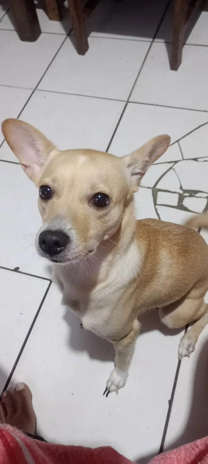 Cachorro ra a SRD-ViraLata idade 2 anos nome Manuela renata