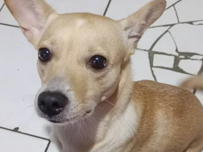 Cachorro ra a SRD-ViraLata idade 2 anos nome Manuela renata