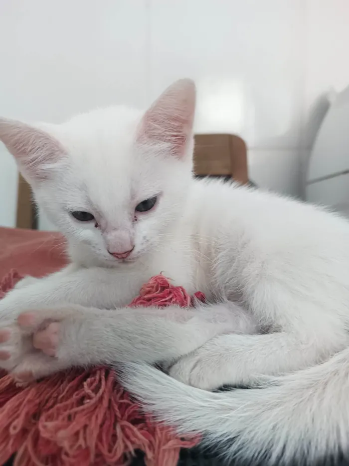 Gato ra a SRD-ViraLata idade Abaixo de 2 meses nome Mia, Bê, Amora, Nezuko, Luna