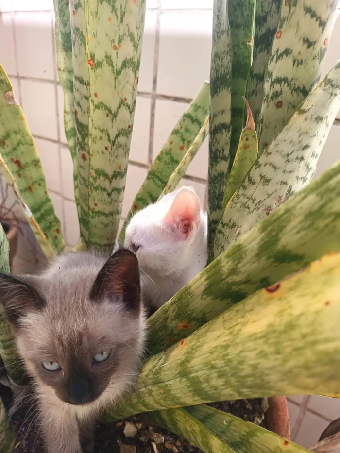 Gato ra a SRD-ViraLata idade Abaixo de 2 meses nome Mia, Bê, Amora, Nezuko, Luna