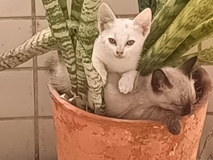 Gato ra a SRD-ViraLata idade Abaixo de 2 meses nome Mia, Bê, Amora, Nezuko, Luna