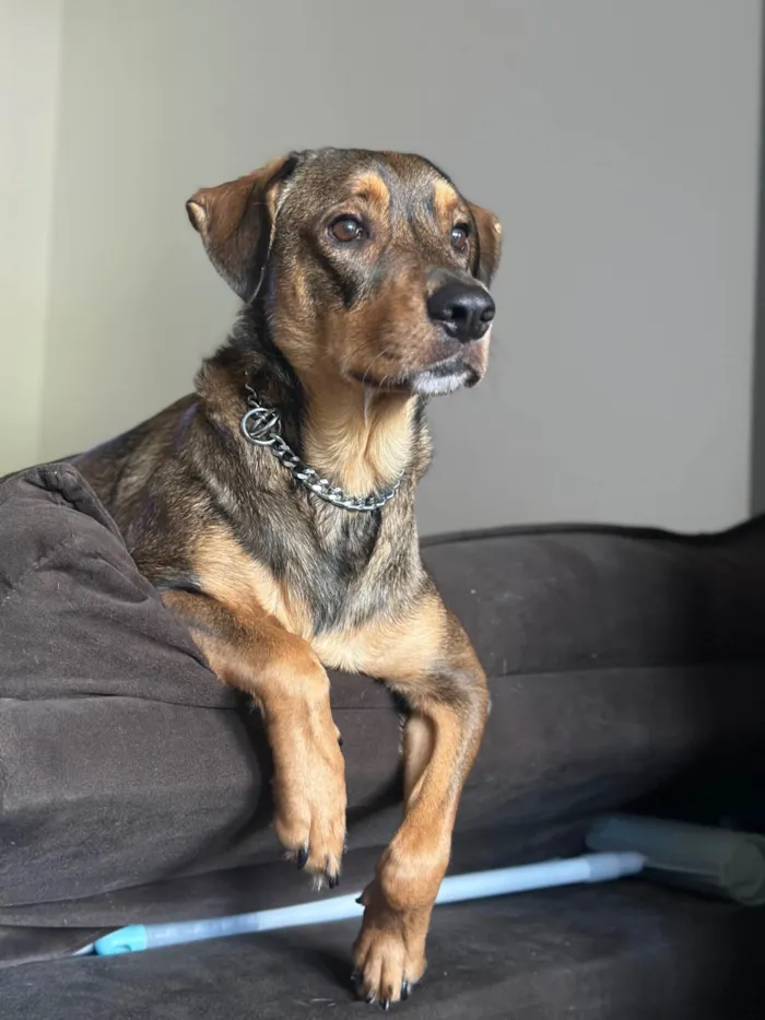 Cachorro ra a SRD-ViraLata idade 2 anos nome Urso