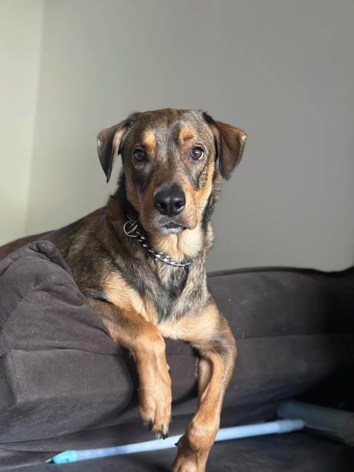 Cachorro ra a SRD-ViraLata idade 2 anos nome Urso