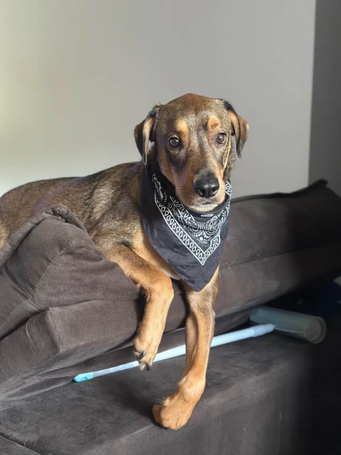 Cachorro ra a SRD-ViraLata idade 2 anos nome Urso