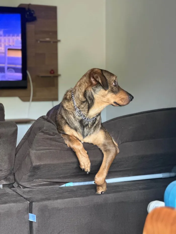 Cachorro ra a SRD-ViraLata idade 2 anos nome Urso