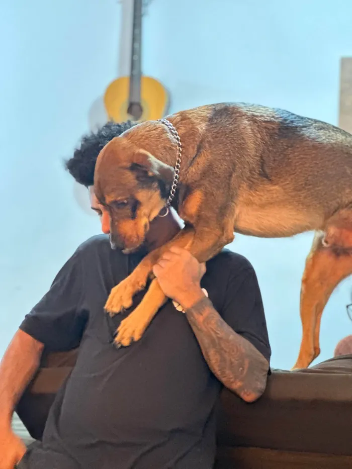 Cachorro ra a SRD-ViraLata idade 2 anos nome Urso