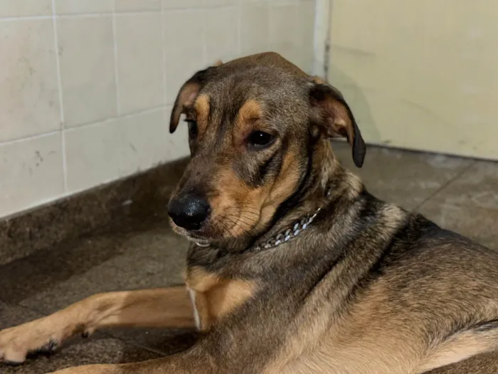 Cachorro ra a SRD-ViraLata idade 2 anos nome Urso