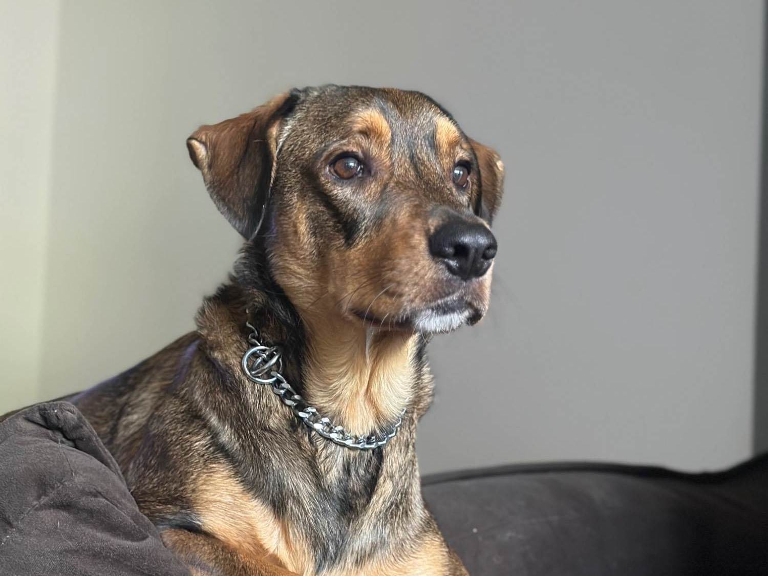 Cachorro raça SRD-ViraLata idade 2 anos nome Urso