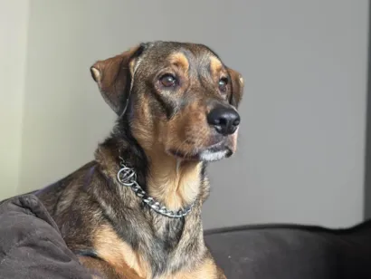 Cachorro raça SRD-ViraLata idade 2 anos nome Urso