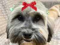 Cachorro raça Shitzu idade 7 a 11 meses nome Susi 