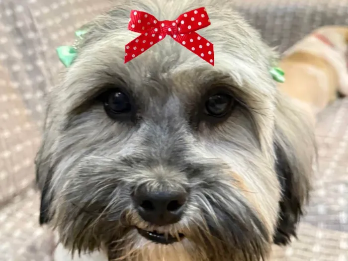 Cachorro ra a Shitzu idade 7 a 11 meses nome Susi 