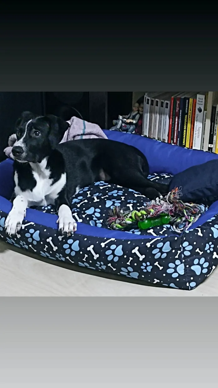 Cachorro ra a SRD-ViraLata idade 7 a 11 meses nome Bob