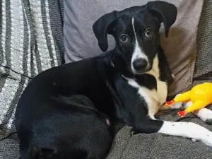 Cachorro ra a SRD-ViraLata idade 7 a 11 meses nome Bob