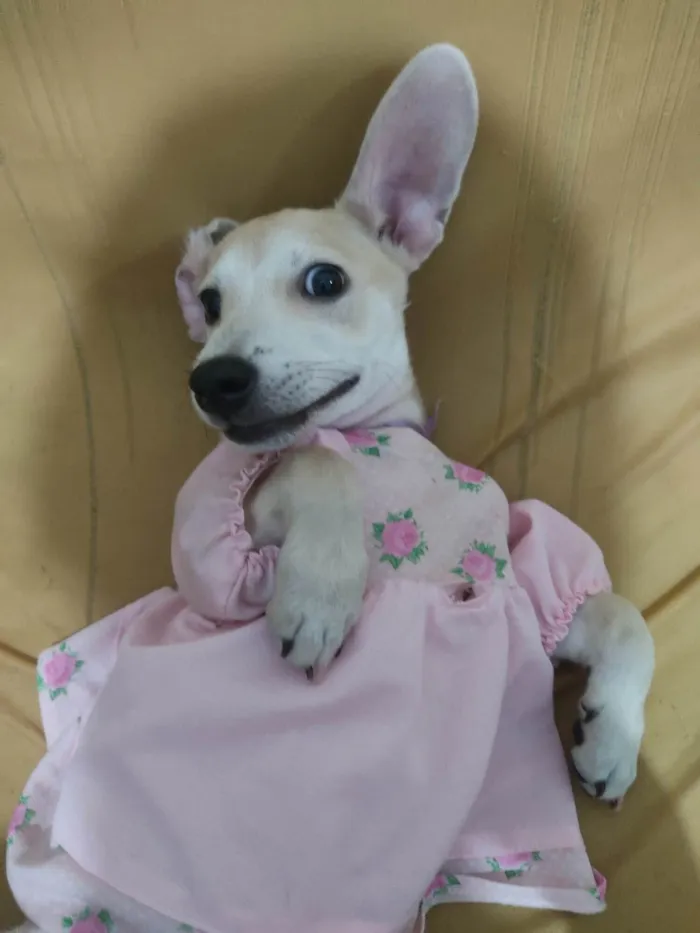 Cachorro ra a SRD-ViraLata idade 2 a 6 meses nome shena 