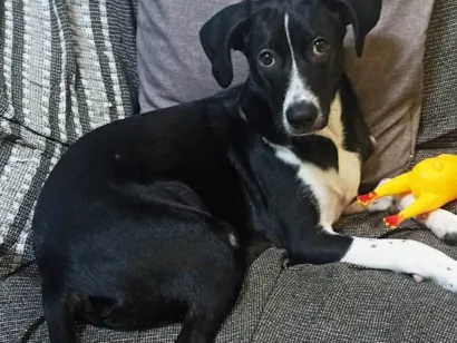 Cachorro raça SRD-ViraLata idade 7 a 11 meses nome Bob