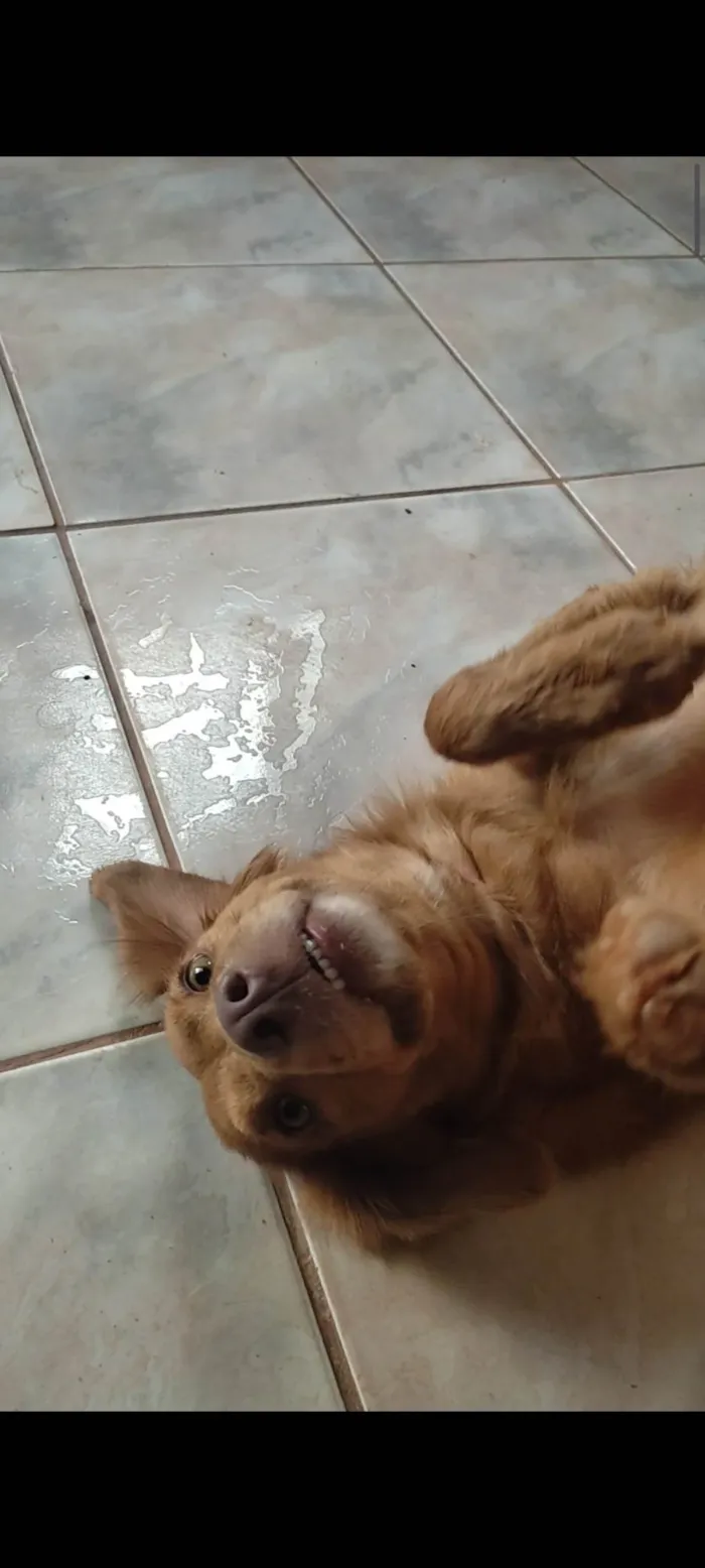Cachorro ra a SRD-ViraLata idade 2 anos nome Laila 