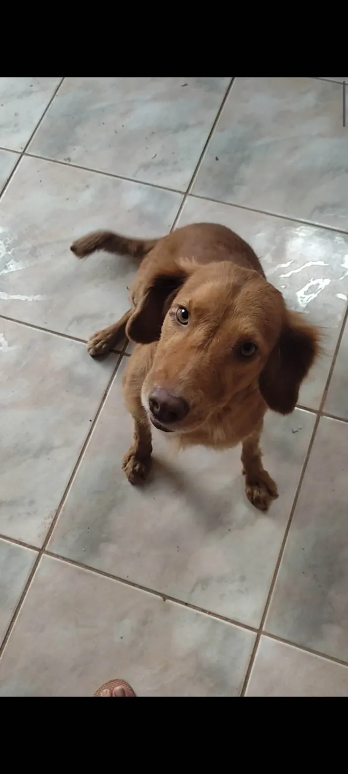 Cachorro ra a SRD-ViraLata idade 2 anos nome Laila 