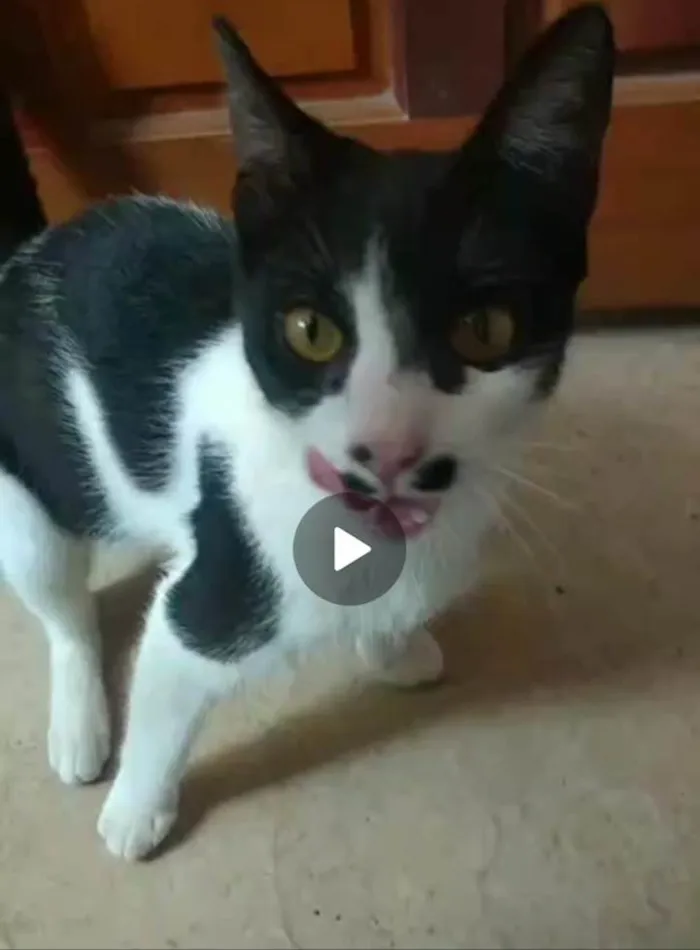 Gato ra a SRD-ViraLata idade 2 a 6 meses nome Cristal