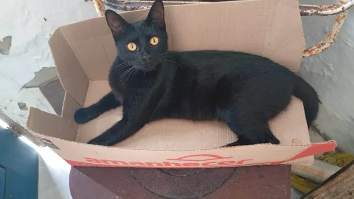 Gato ra a SRD-ViraLata idade 2 a 6 meses nome Jade