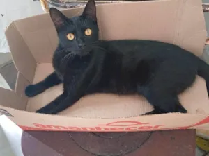 Gato raça SRD-ViraLata idade 2 a 6 meses nome Jade