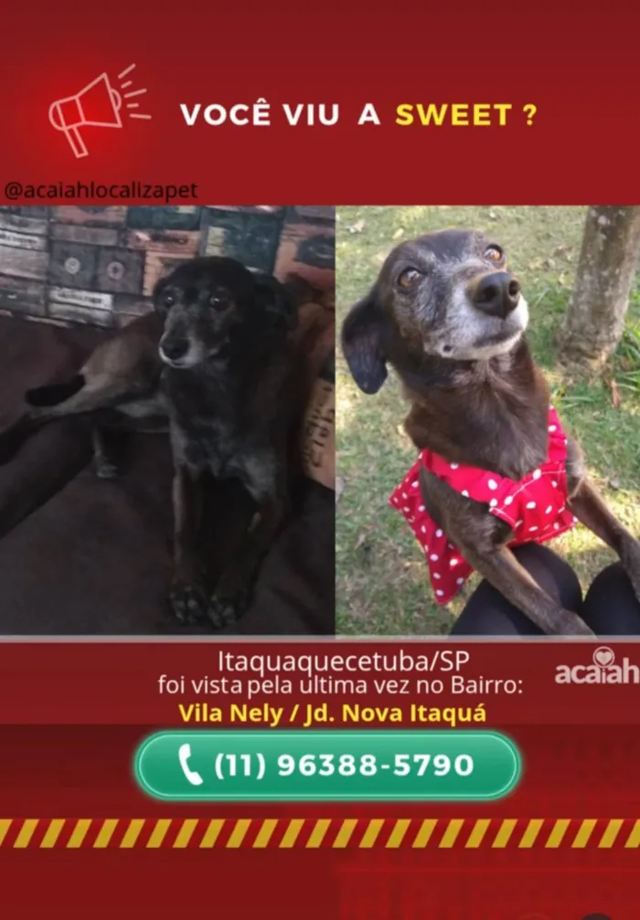 Cachorro ra a SRD-ViraLata idade 6 ou mais anos nome Sweet 