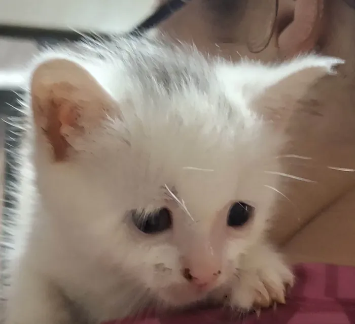 Gato ra a Exótico idade 2 a 6 meses nome Gatinho