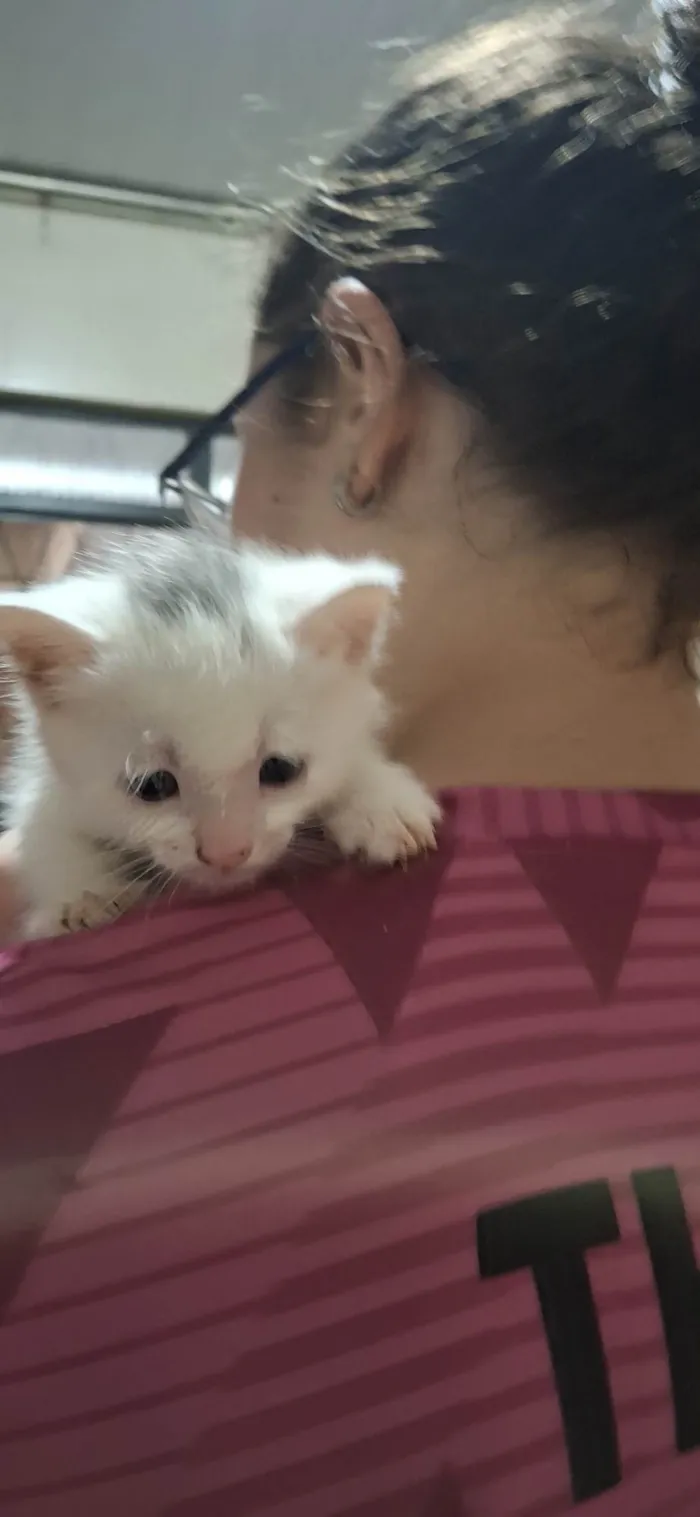 Gato ra a Exótico idade 2 a 6 meses nome Gatinho