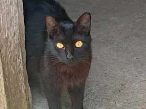 Gato raça SRD-ViraLata idade 7 a 11 meses nome Neguinha