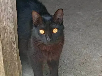 Gato raça SRD-ViraLata idade 7 a 11 meses nome Neguinha