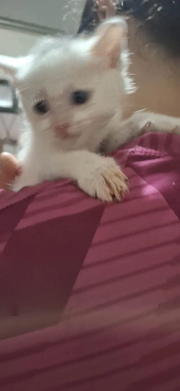 Gato ra a Exótico idade 2 a 6 meses nome Gatinho