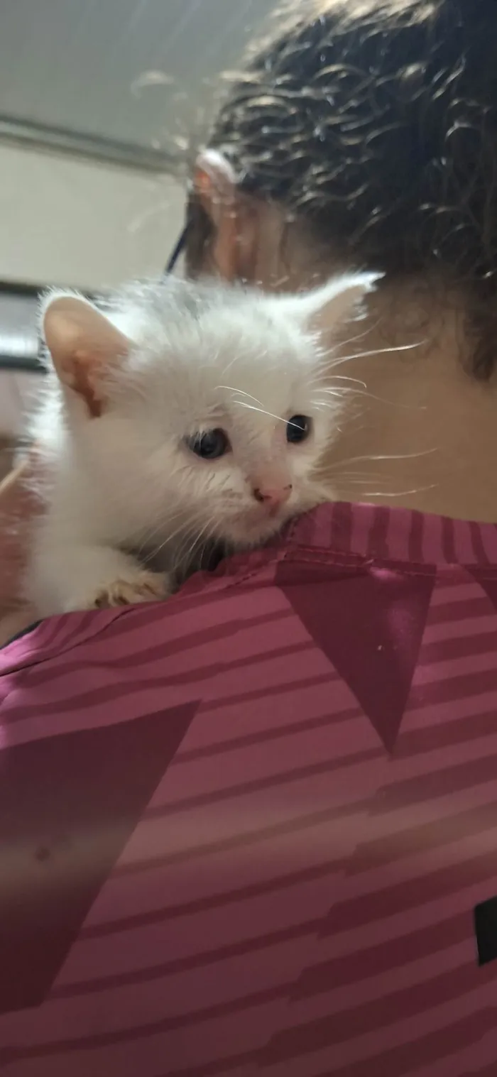 Gato ra a Exótico idade 2 a 6 meses nome Gatinho