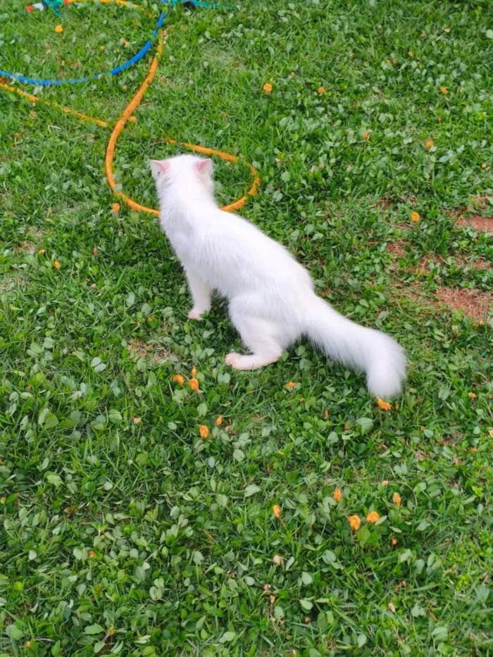 Gato ra a SRD-ViraLata idade 1 ano nome Diana