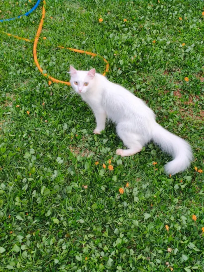 Gato ra a SRD-ViraLata idade 1 ano nome Diana