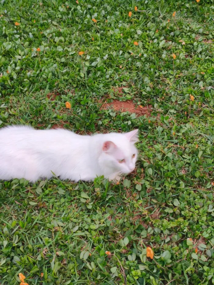 Gato ra a SRD-ViraLata idade 1 ano nome Diana