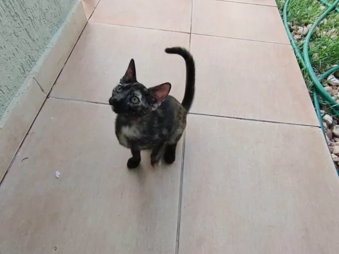 Gato ra a SRD-ViraLata idade 2 a 6 meses nome Olívia