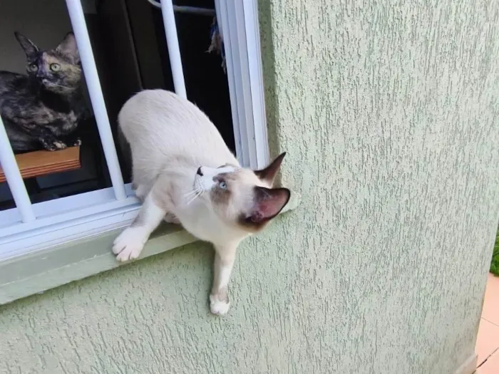 Gato ra a SRD-ViraLata idade 2 a 6 meses nome Dudu