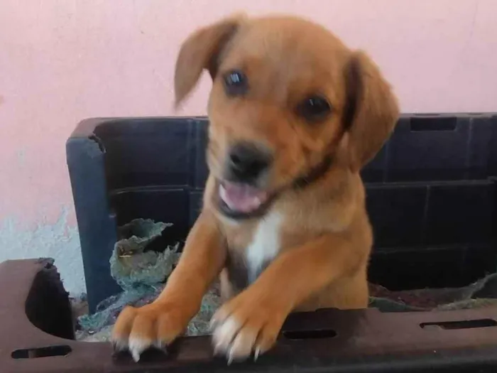 Cachorro ra a SRD-ViraLata idade Abaixo de 2 meses nome Ainda sem nome